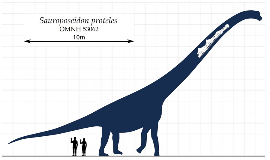 Scale diagram of Sauroposeidon, Dinosaur Poop