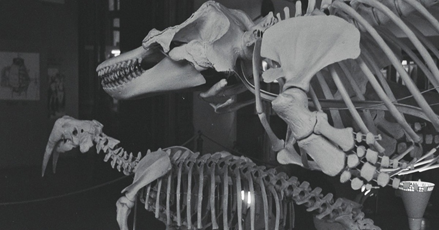 dinosaur-skull 