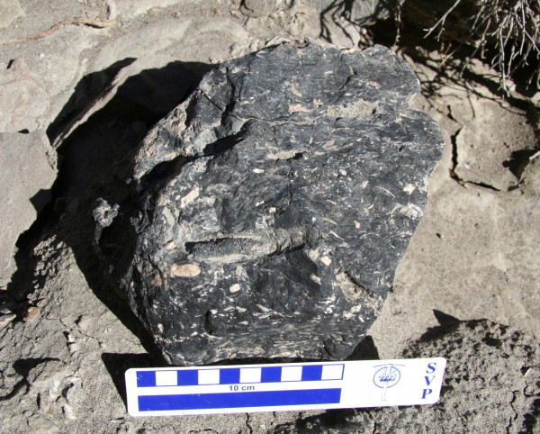 Coprolite found in Utah 