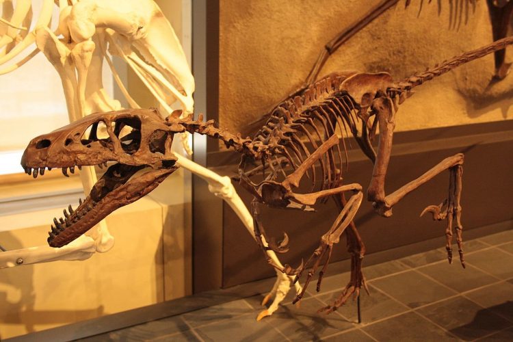What Is a Dinosaur
