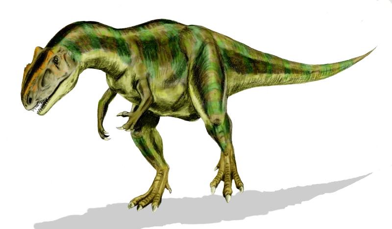 Allosaurus 