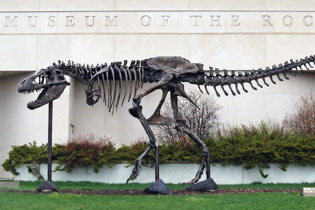 Rex_skeleton