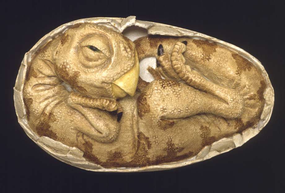 fossil eggshells